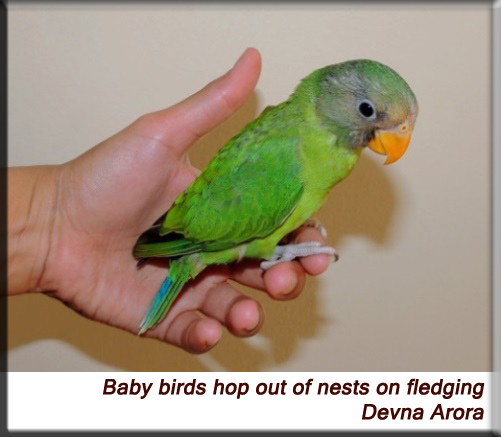 Devna Arora - Baby birds hop out of nests on fledging
